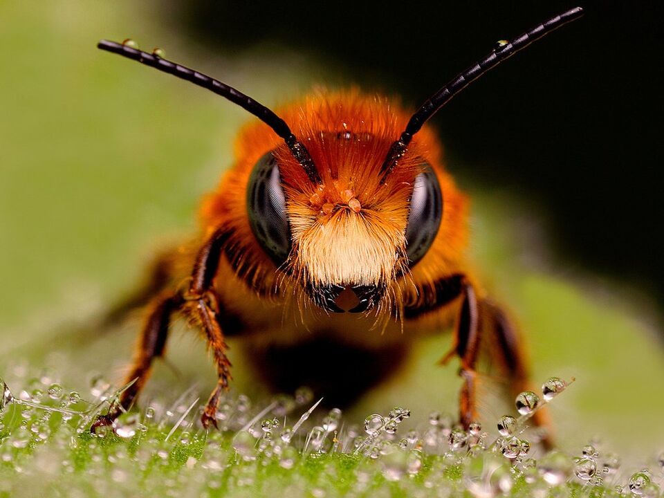 пчелен и пчелен отров со цервикална остеохондроза